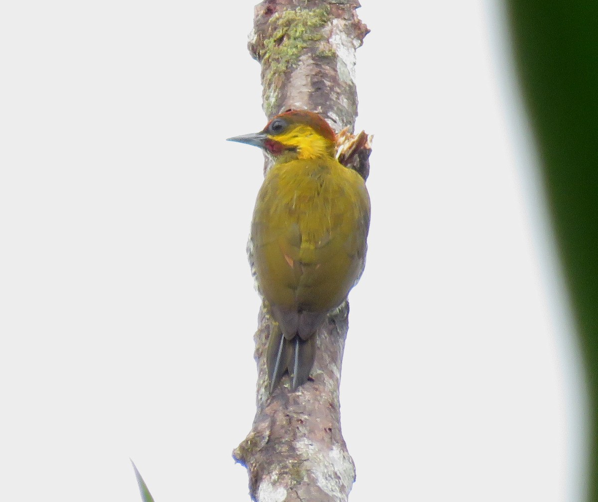 Lita Woodpecker - ML632304272
