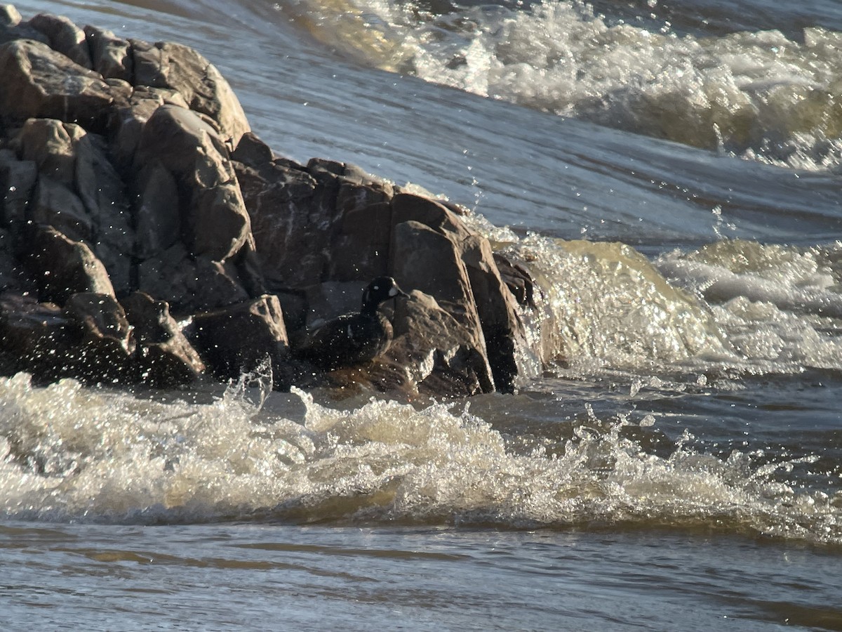 Harlequin Duck - ML632304366