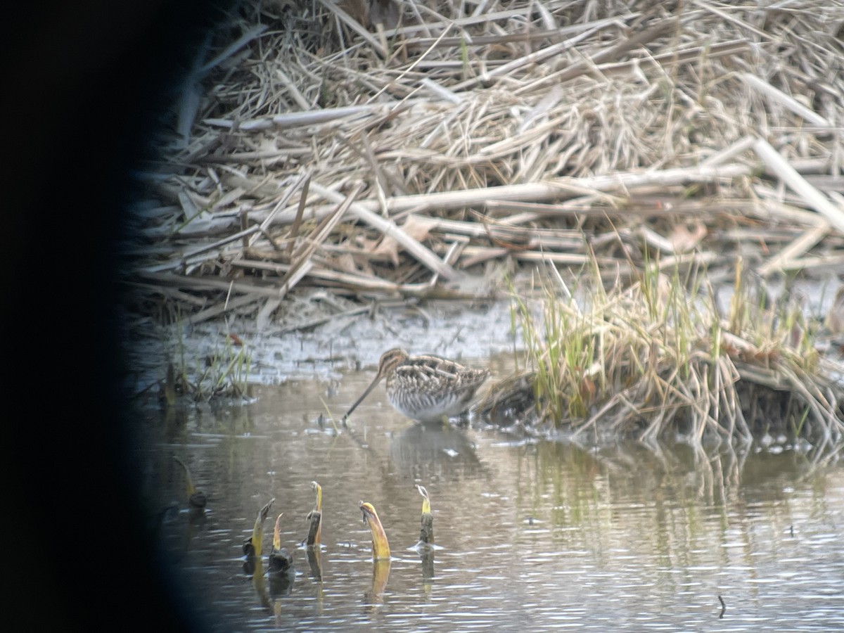 Wilson's Snipe - ML632304419