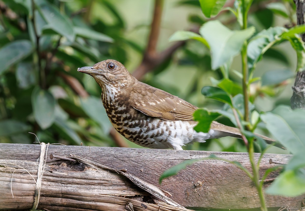 Marañon Thrush - ML632304445