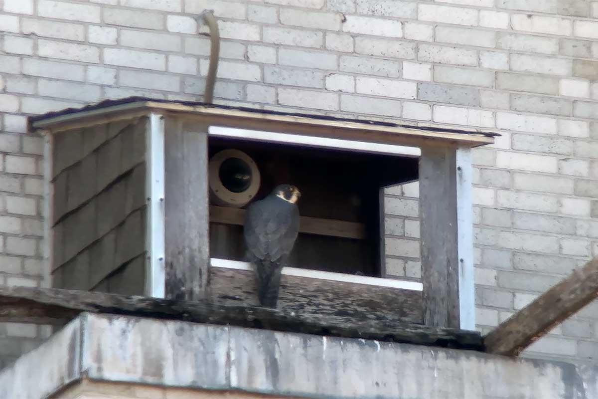 Peregrine Falcon - ML632304549