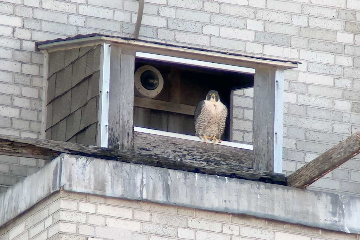 Peregrine Falcon - ML632304551