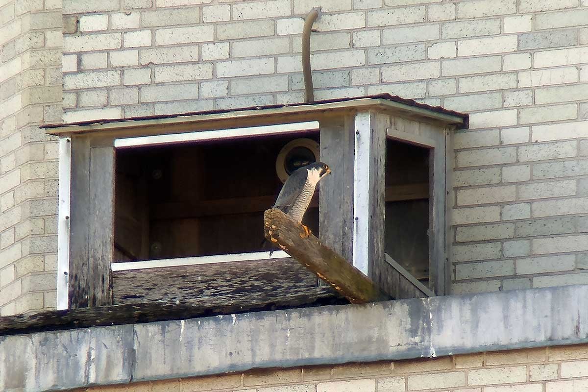 Peregrine Falcon - ML632304552