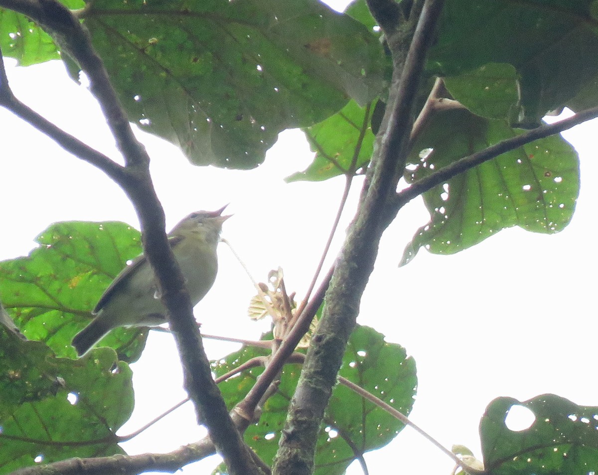 Choco Vireo - ML632304553