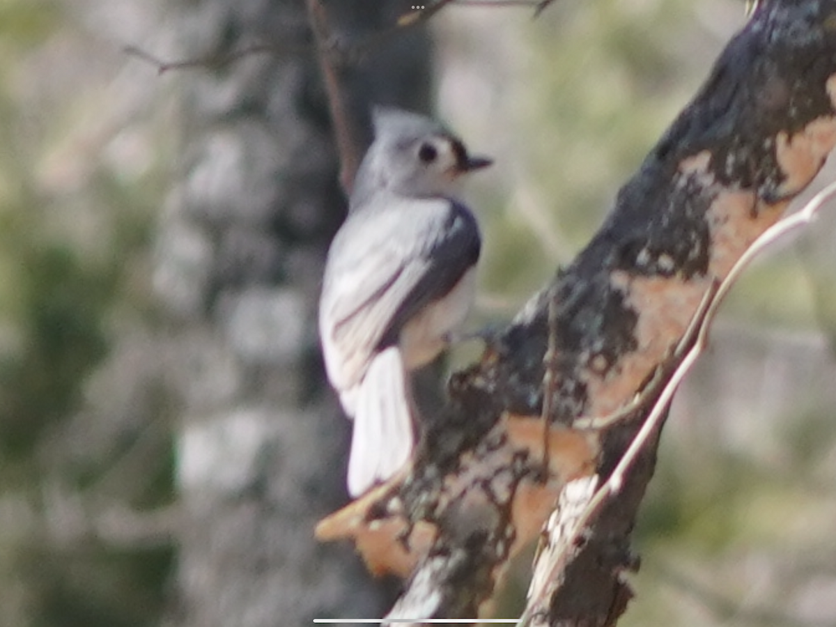 Tufted Titmouse - ML632304563