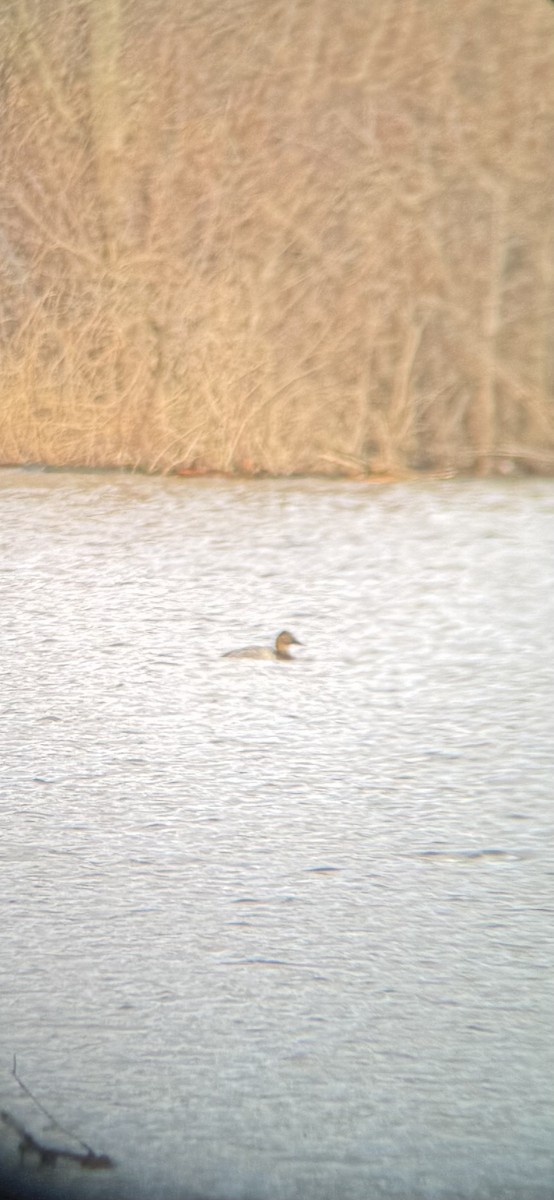 Canvasback - ML632304564