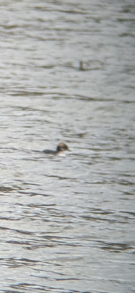 Horned Grebe - ML632304577