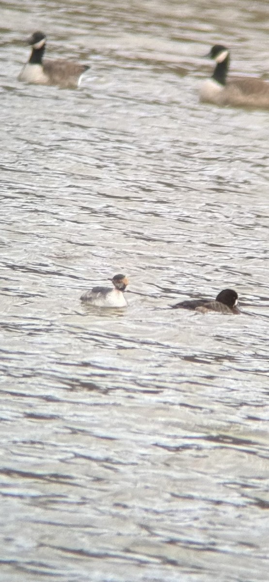 Horned Grebe - ML632304578