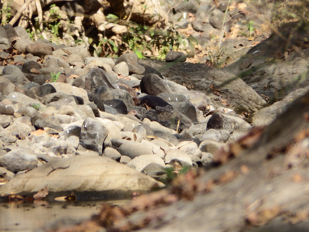 Oriental Turtle-Dove - ML632304582