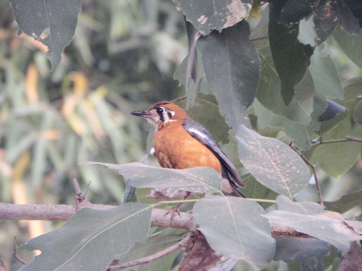 Orange-headed Thrush - ML632304614
