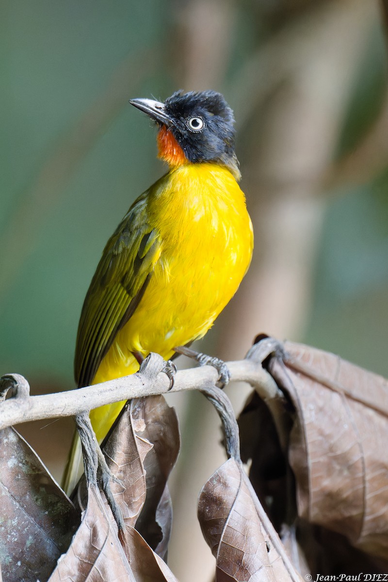 Flame-throated Bulbul - ML632304629