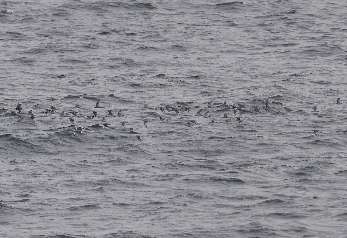 Sanderling - ML632304648