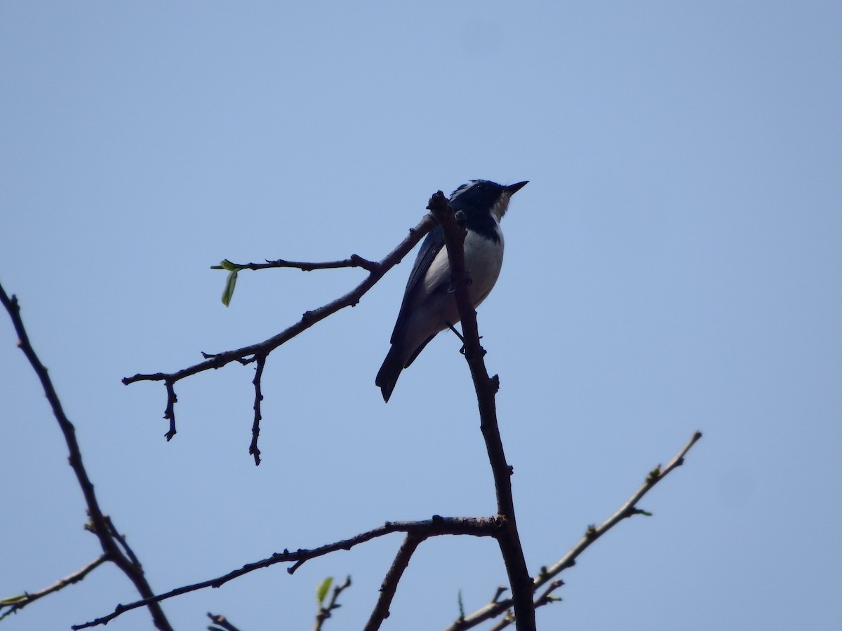 Ultramarine Flycatcher - ML632304717