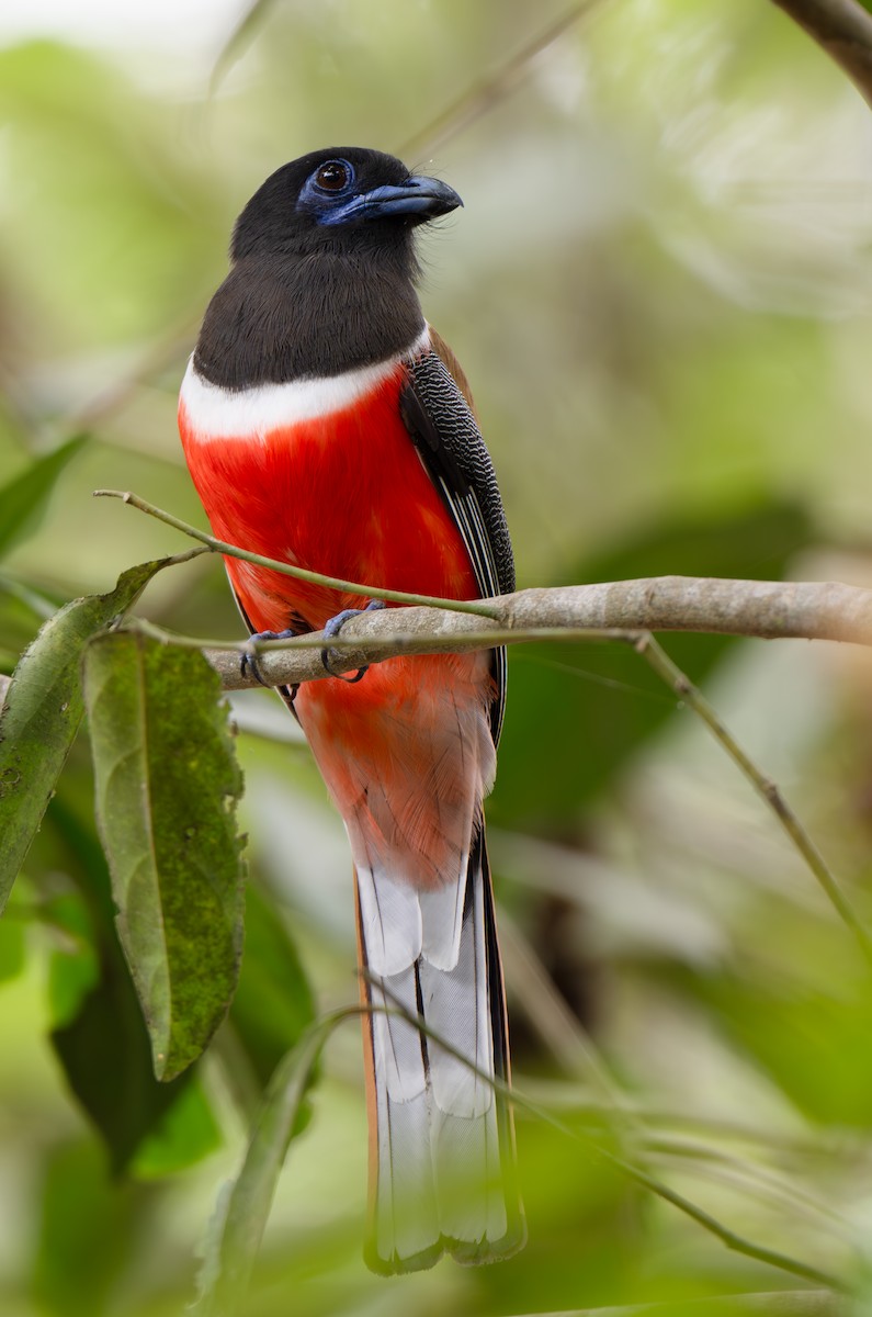 Malabar Trogon - ML632304718