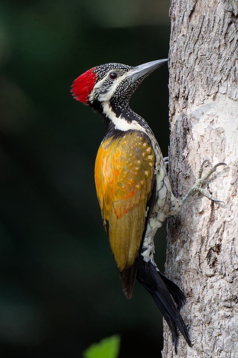 Malabar Flameback - ML632304880