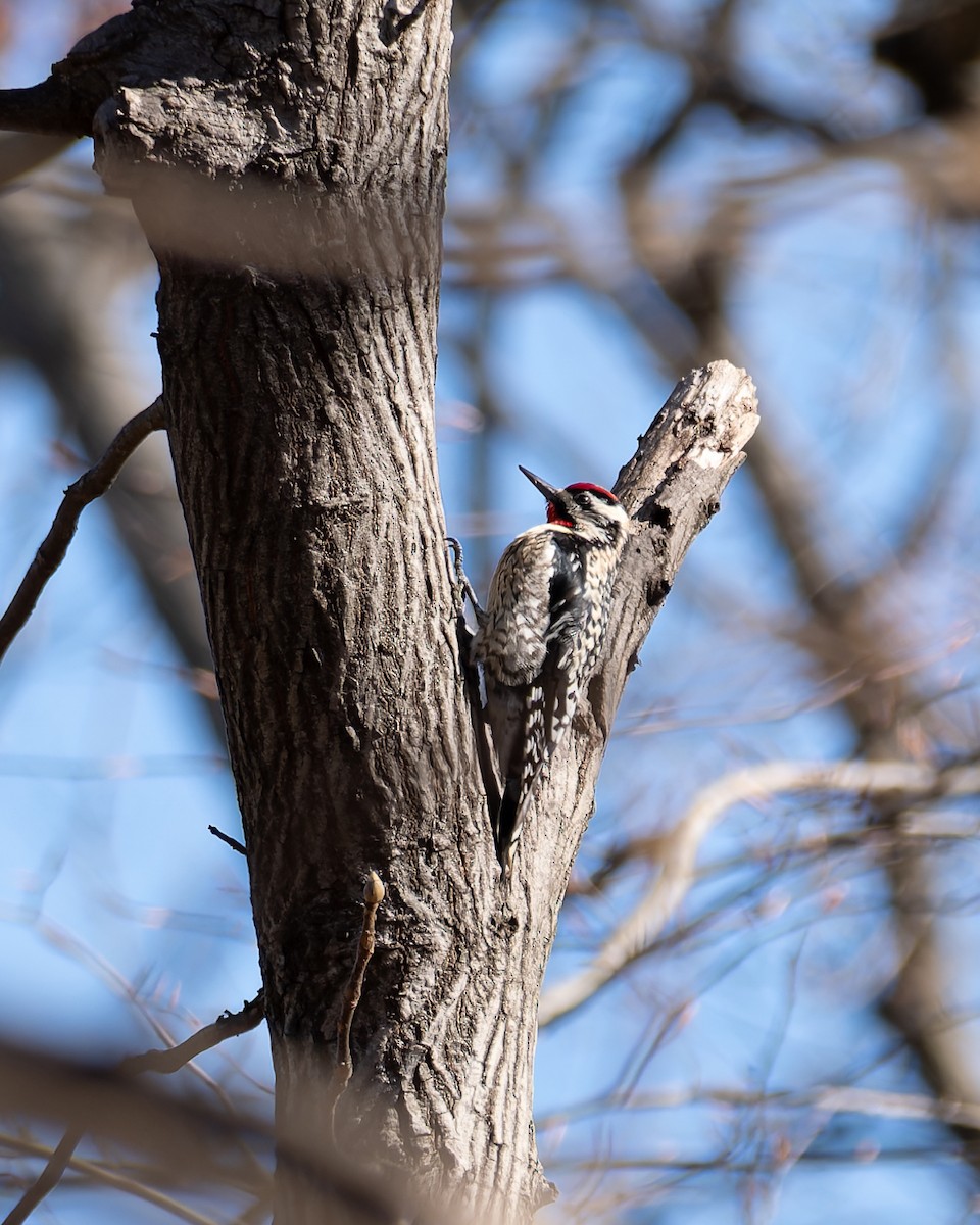 Yellow-bellied Sapsucker - ML632304894