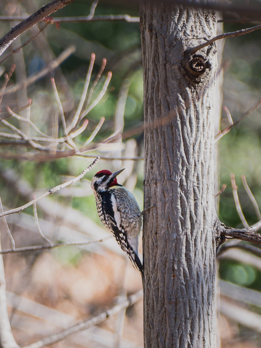Yellow-bellied Sapsucker - ML632304899