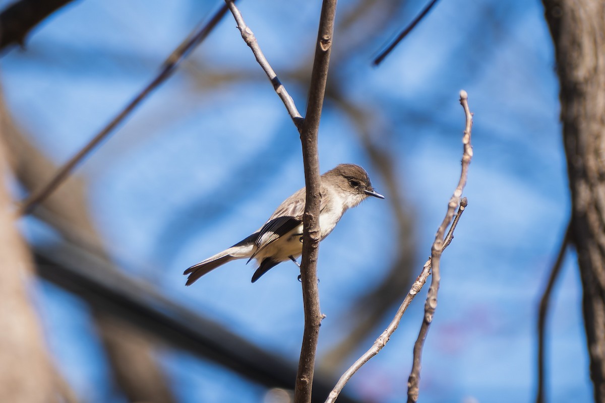 Eastern Phoebe - ML632304902