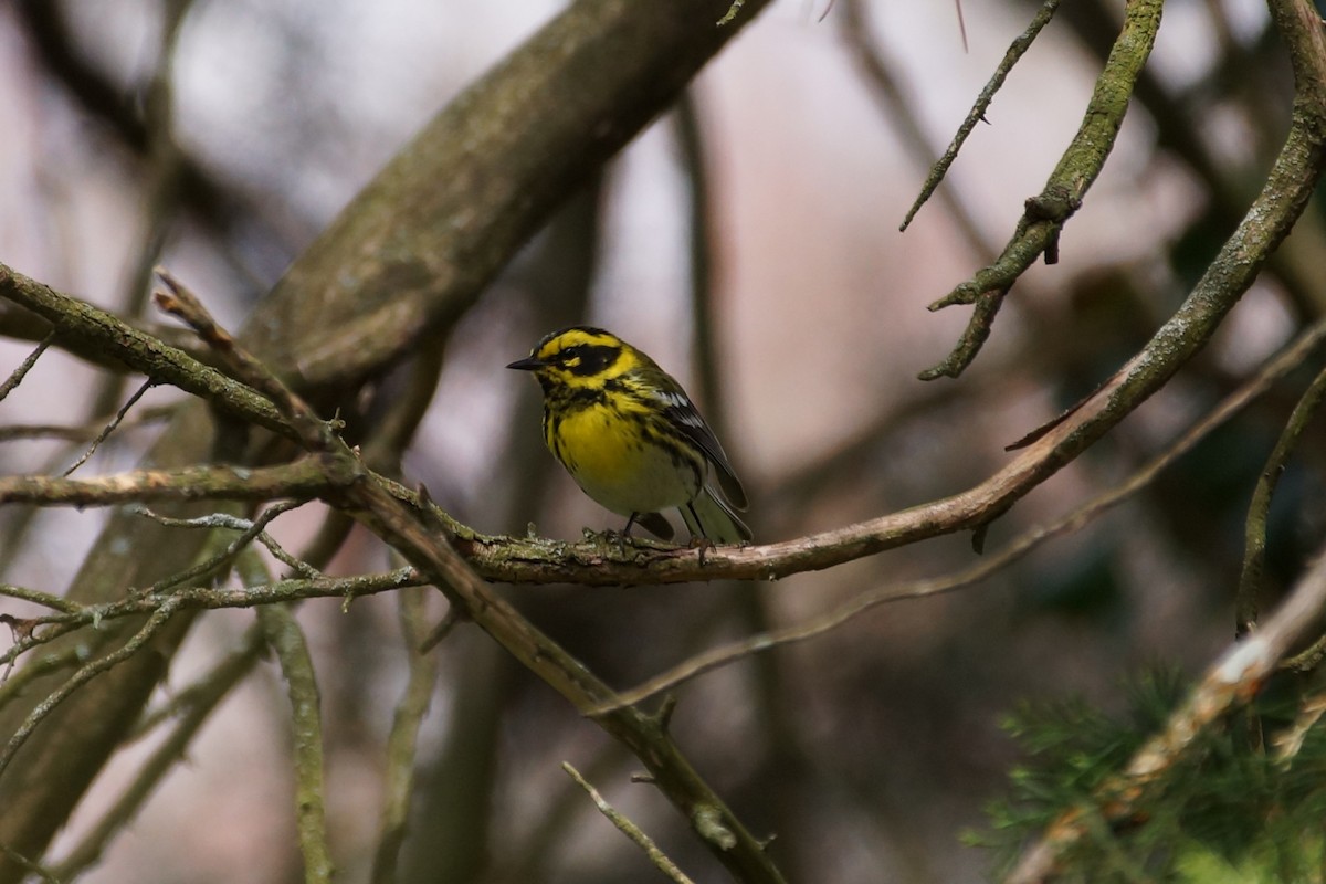Townsend's Warbler - ML632304925