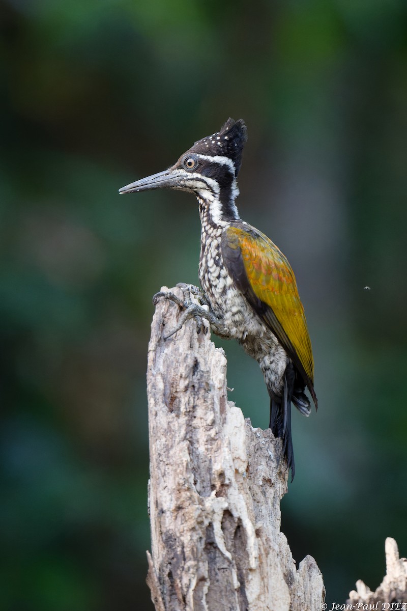 Malabar Flameback - ML632304980
