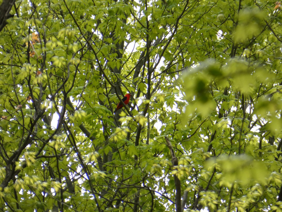 Scarlet Tanager - ML632304997