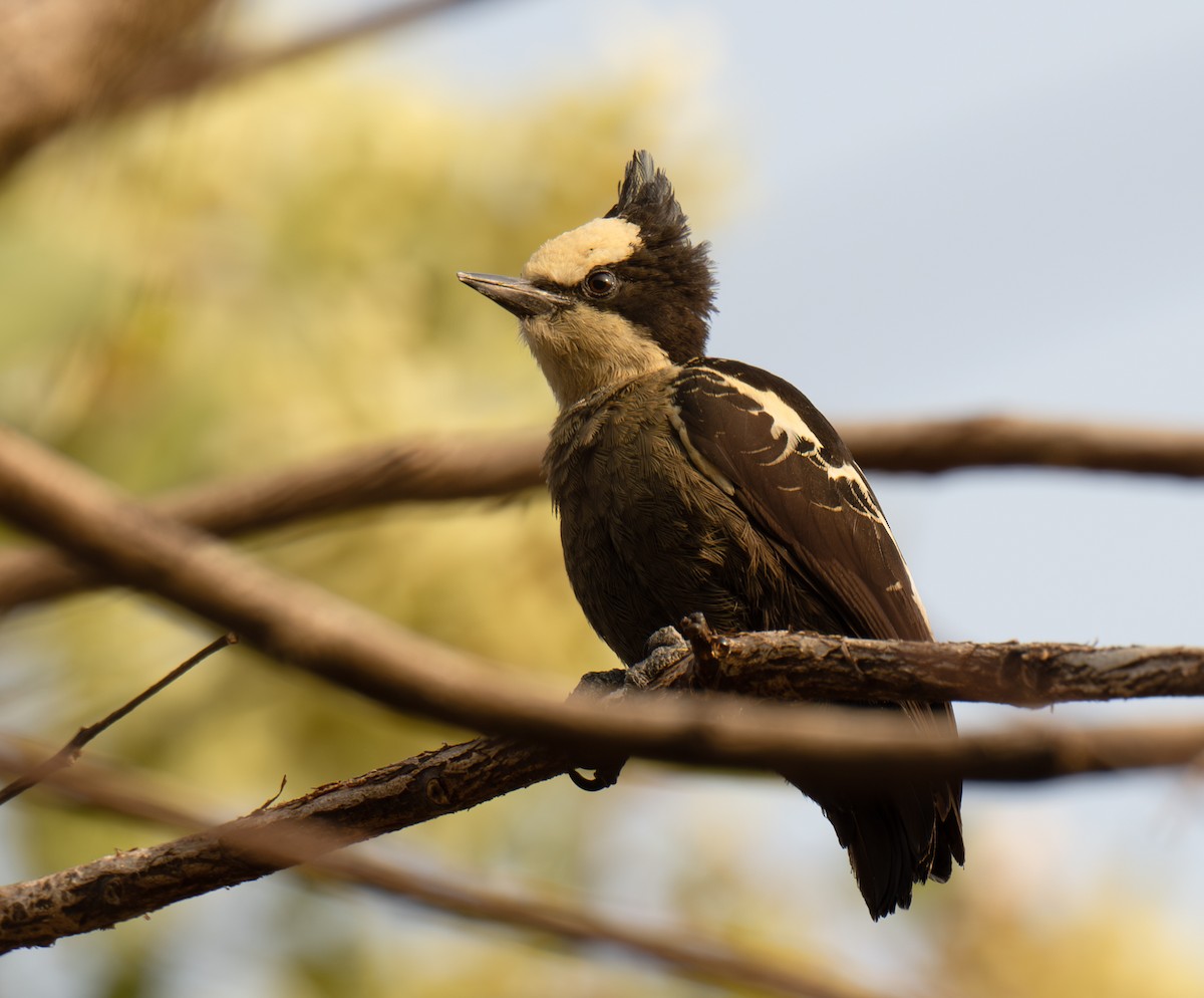 Heart-spotted Woodpecker - ML632305027