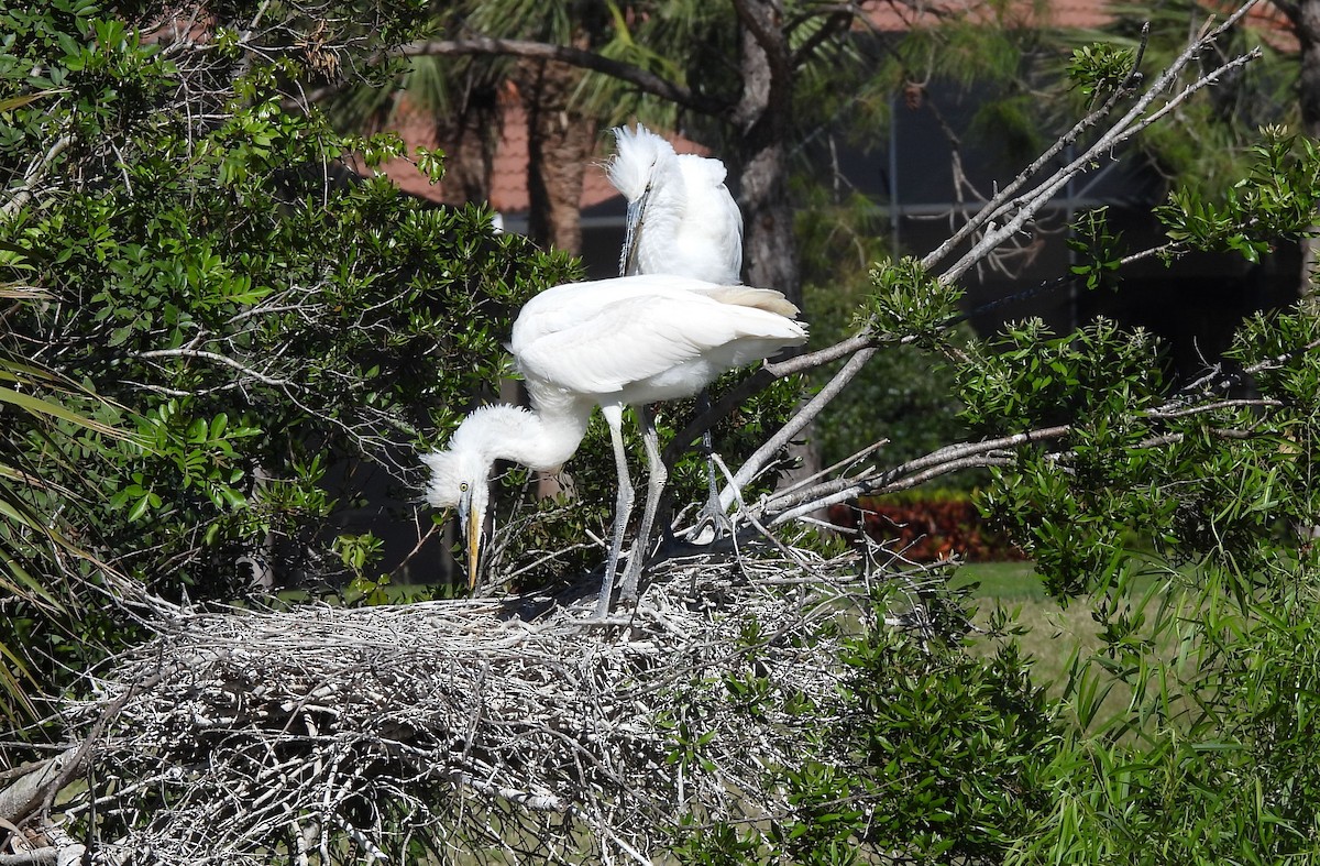 Great Blue Heron (Great White) - ML632305054