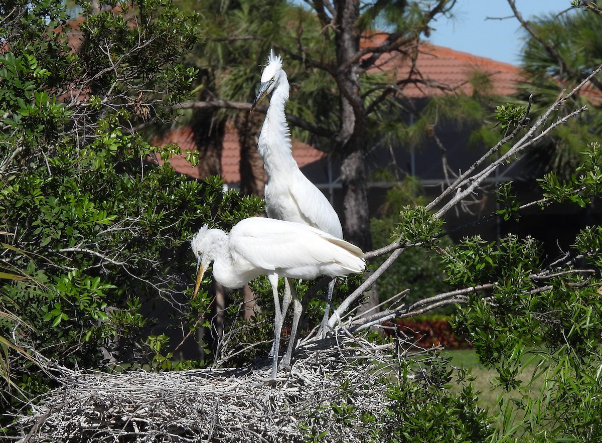 Great Blue Heron (Great White) - ML632305055