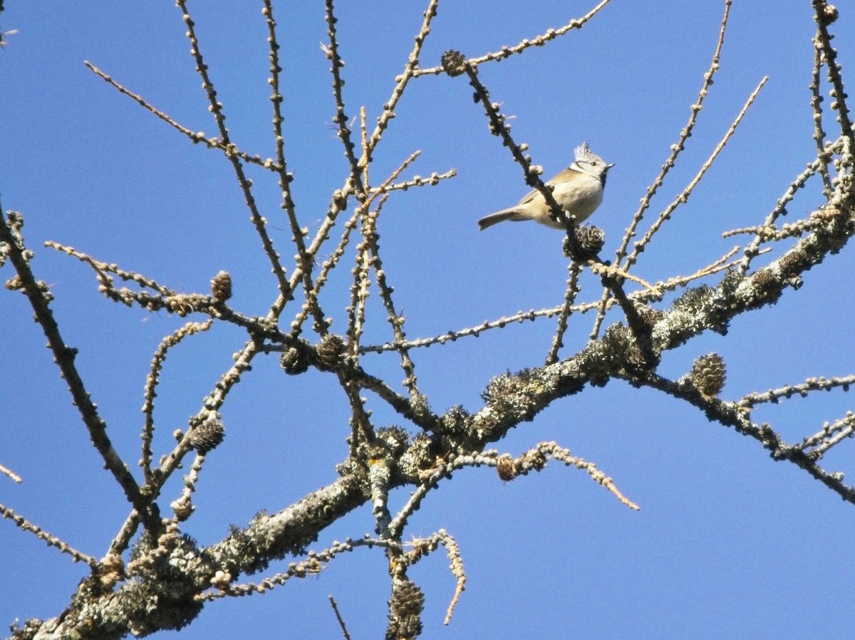 Crested Tit - ML632305058