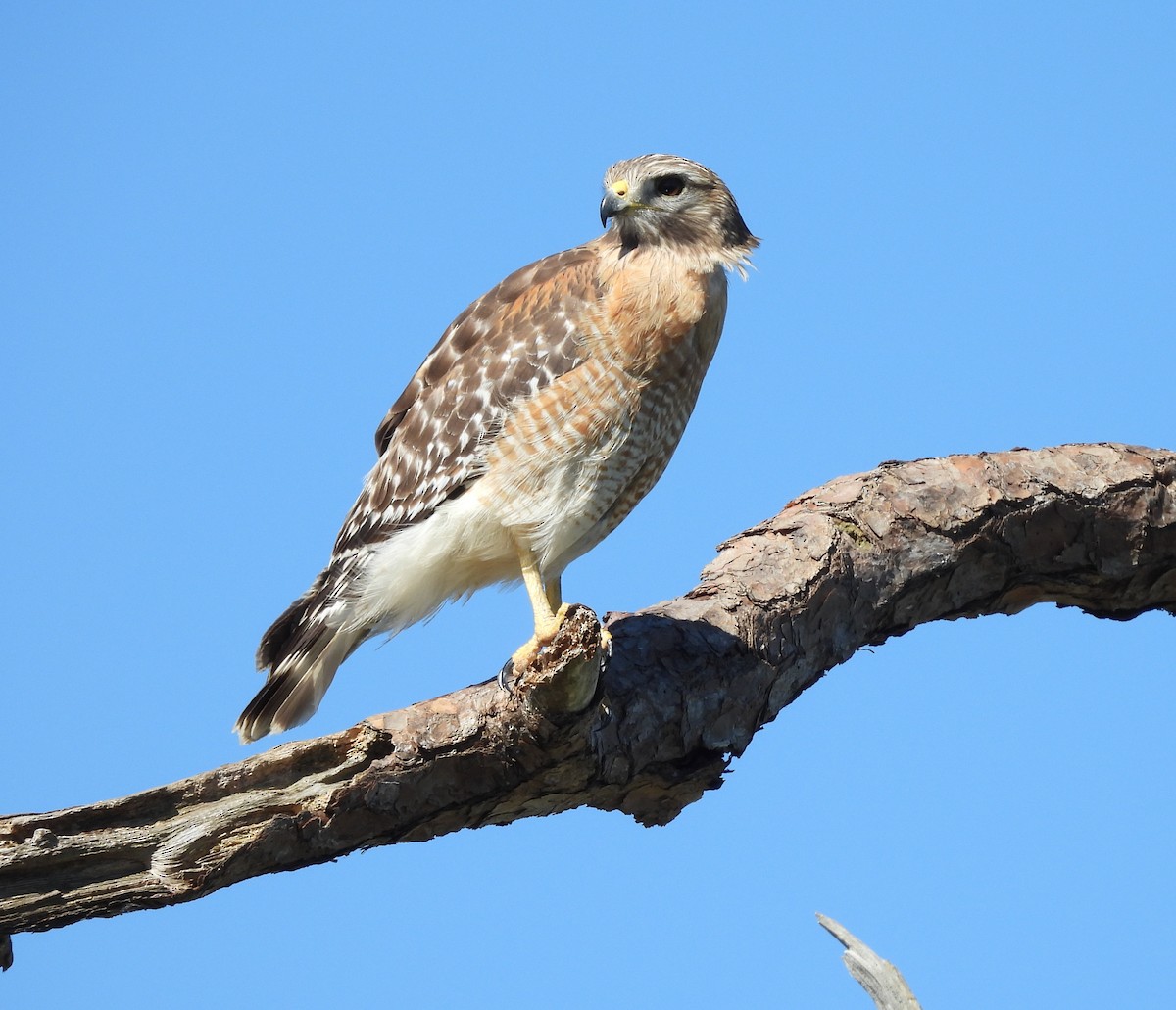 Red-shouldered Hawk - ML632305084