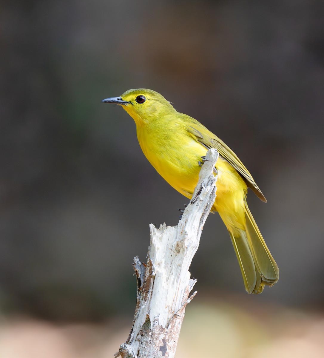 Yellow-browed Bulbul - ML632305099