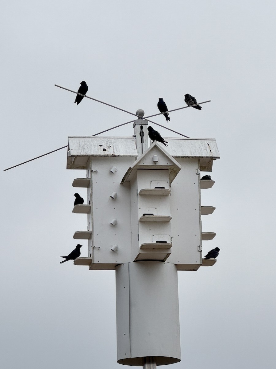 Purple Martin - ML632305143