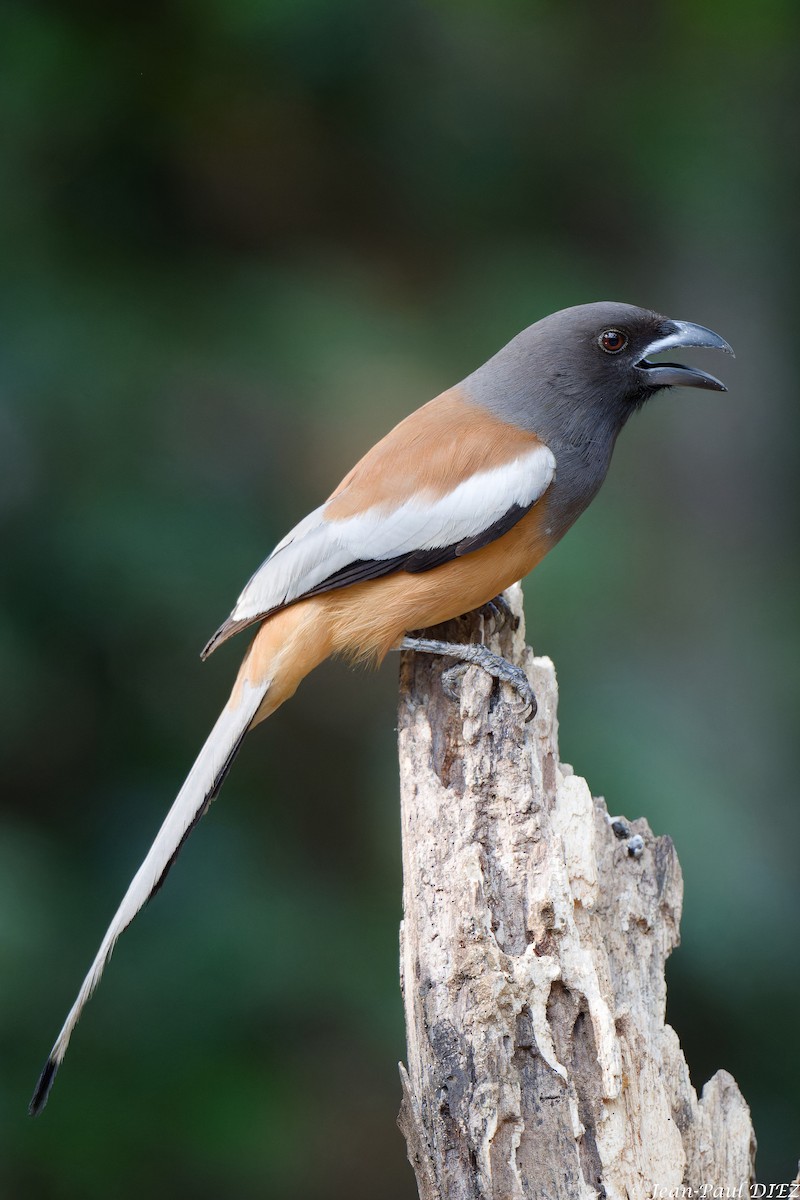 Rufous Treepie - ML632305195