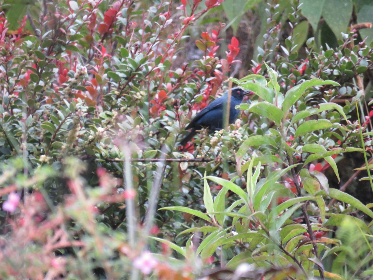 Masked Flowerpiercer - ML63230521