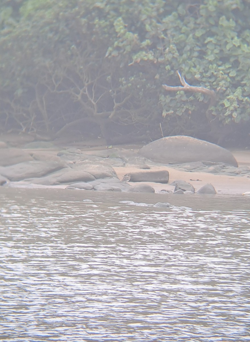 Water Thick-knee - ML632305270