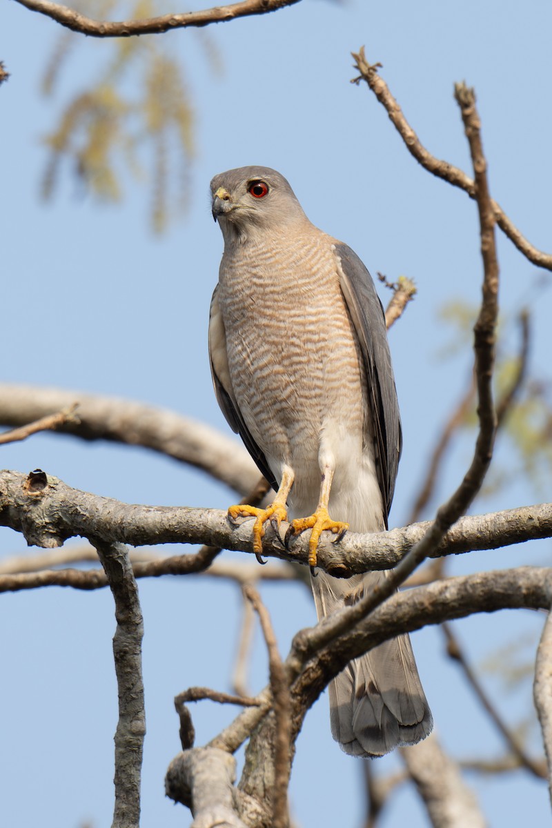 Shikra - ML632305272