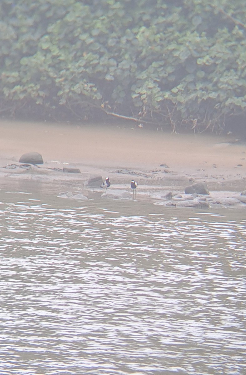 Blacksmith Lapwing - ML632305280