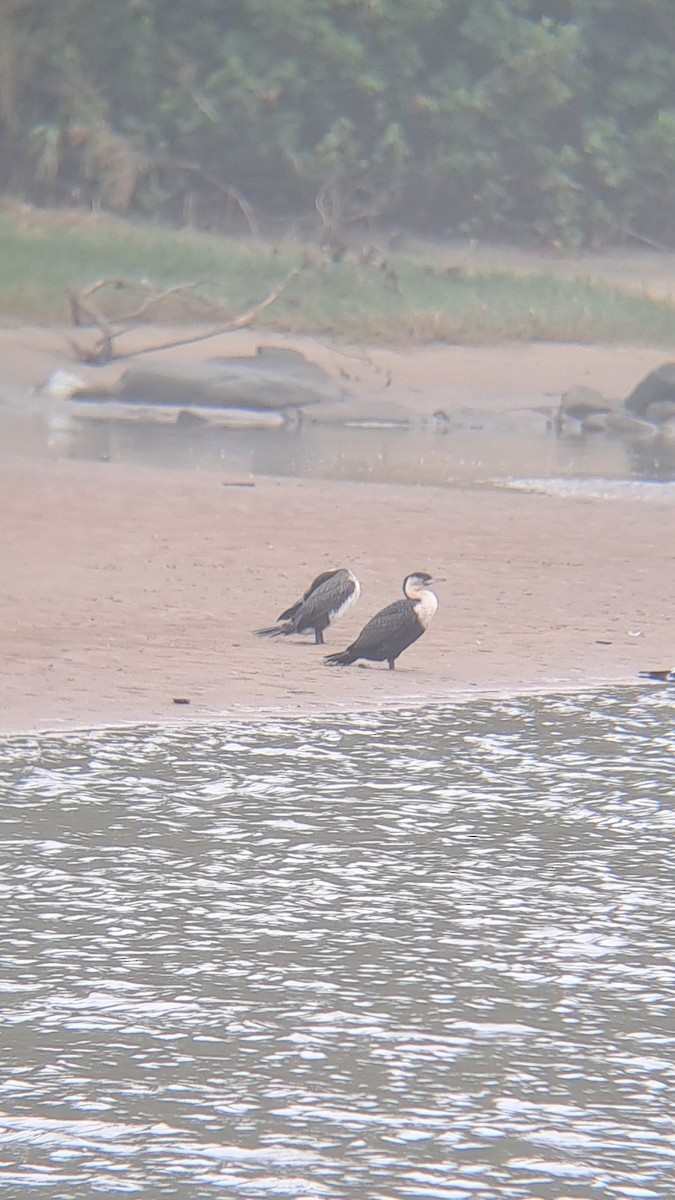 Great Cormorant - ML632305289