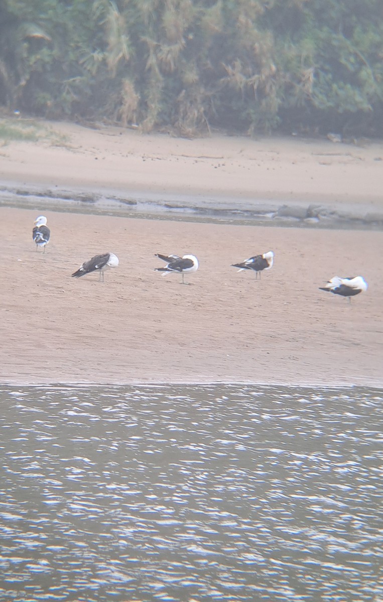 Kelp Gull - ML632305295