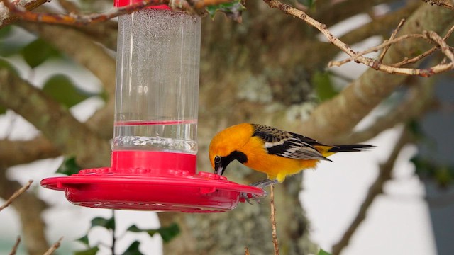 Hooded Oriole - ML632305314