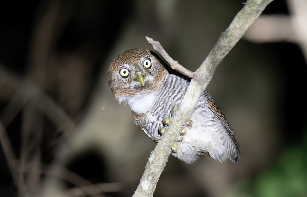 Jungle Owlet - ML632305320