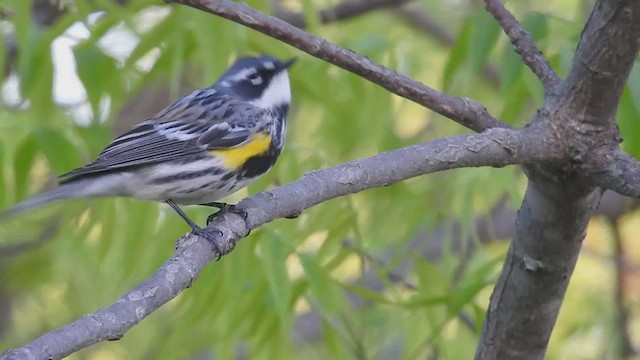 myrteparula (coronata) - ML632305355