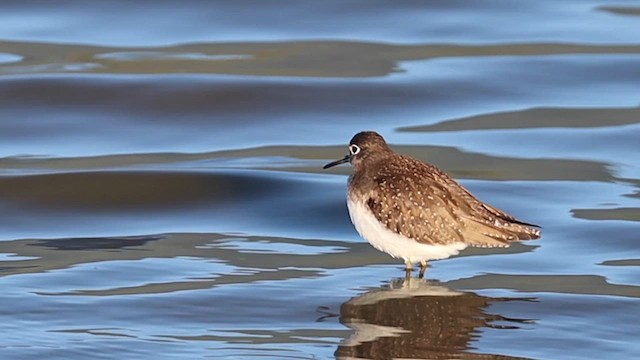 Solitary Sandpiper - ML632305398