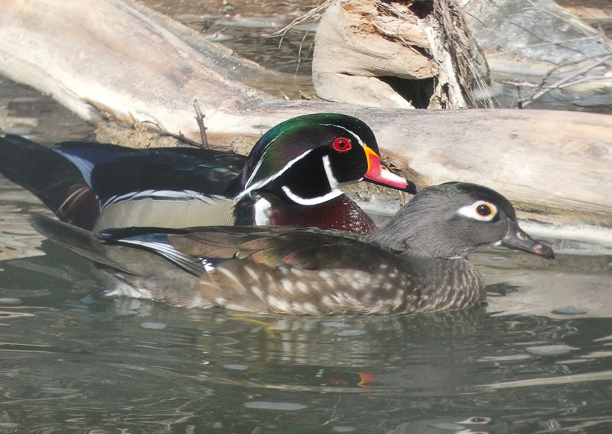 Wood Duck - ML632305493