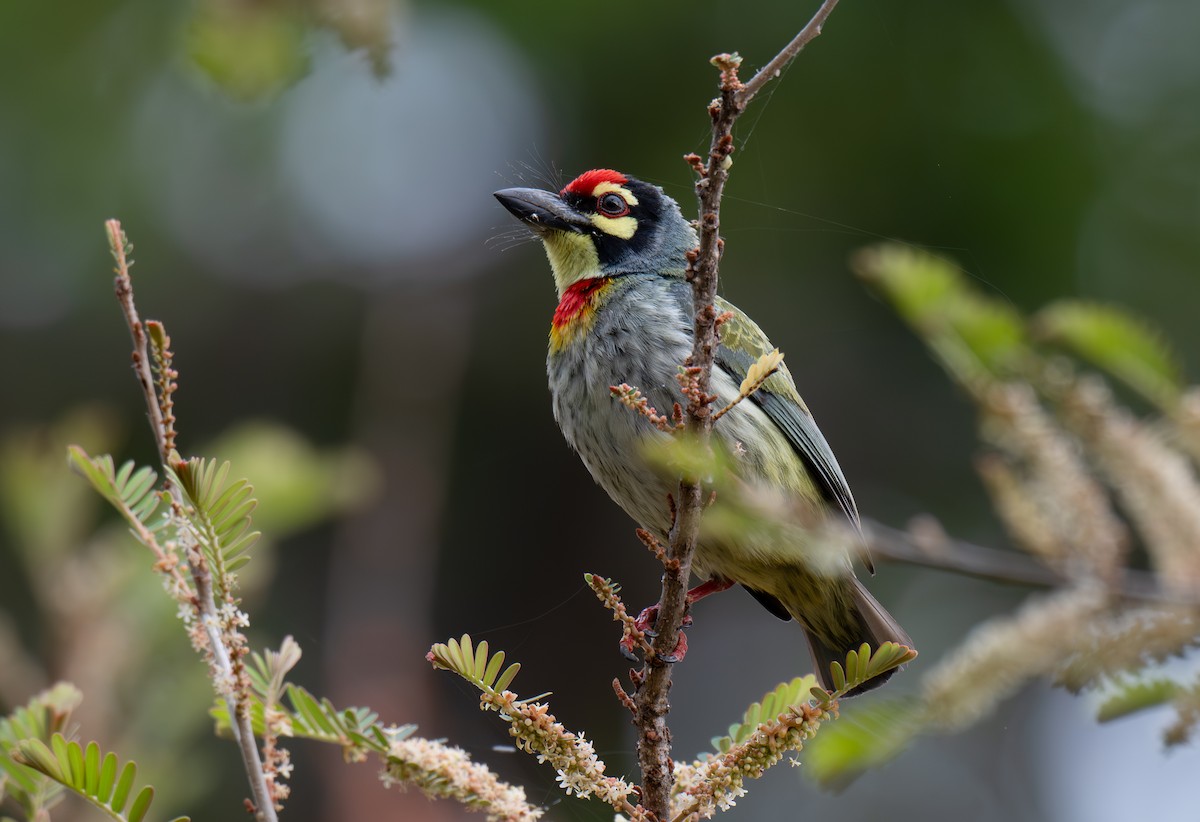 Malabar/Coppersmith Barbet - ML632305731