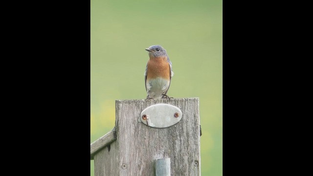 Eastern Bluebird - ML632305870