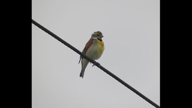 Dickcissel - ML632305910