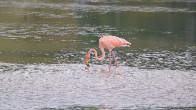 American Flamingo - ML632305966