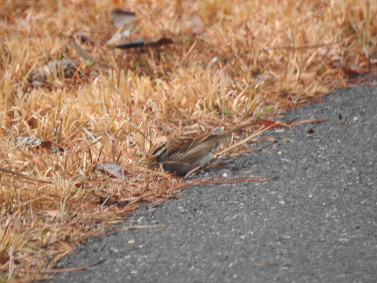 White-throated Sparrow - ML632306025