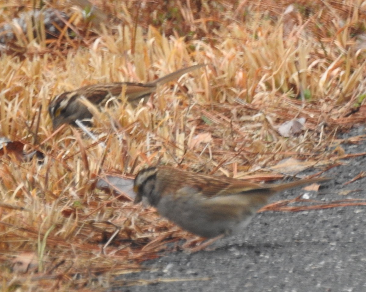 White-throated Sparrow - ML632306032